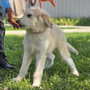 Darby, Goldendoodle, puppy, available for adoption