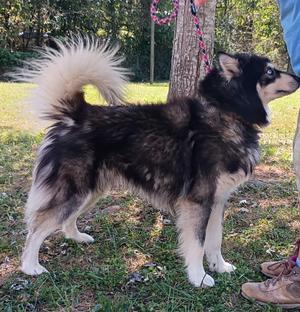 Lil Joker, Husky / Alaskan Malamute, adult, available for adoption