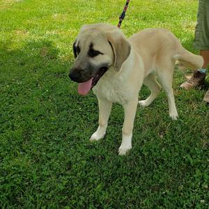 Lily, Anatolian Shepherd / Great Pyrenees, young, available for adoption