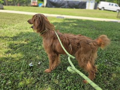 Annie Bea, Irish Setter, young, available for adoption
