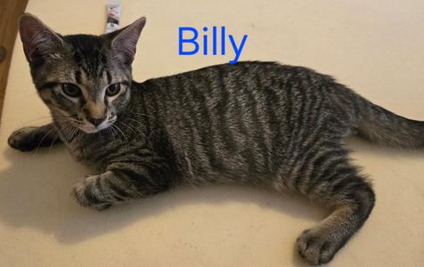 Billy, young, available for adoption