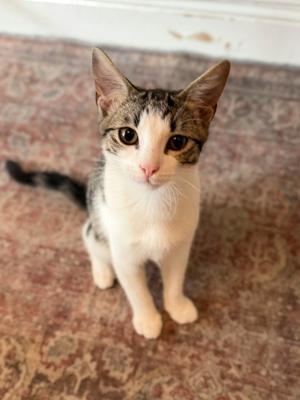 A small gray and white kitten sitting on a patterned rug, looking up with large eyes.