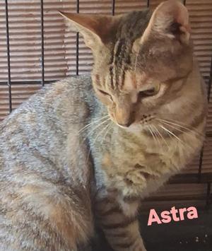 Astra, young, available for adoption