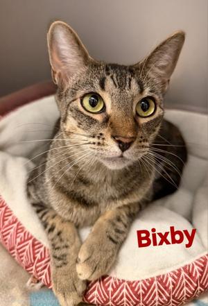 Bixby, young, available for adoption