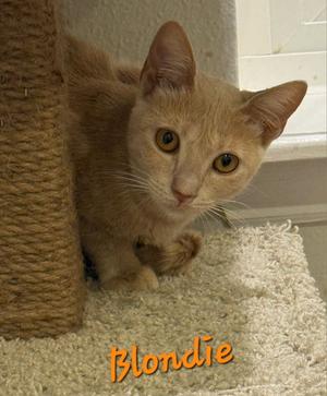Blondie, young, available for adoption