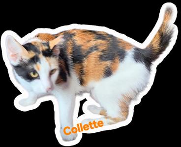 Collette, young, available for adoption