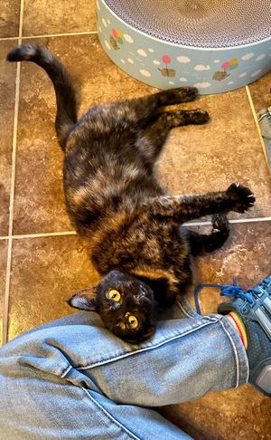 Calliope, adult, available for adoption