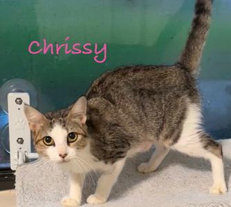 A tabby cat named Chrissy standing on a towel with a green background