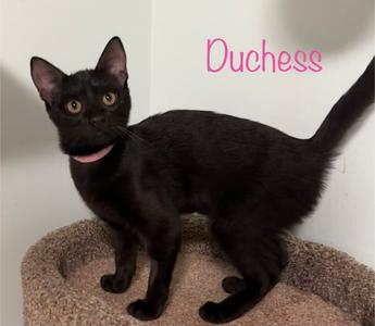 Duchess, young, available for adoption