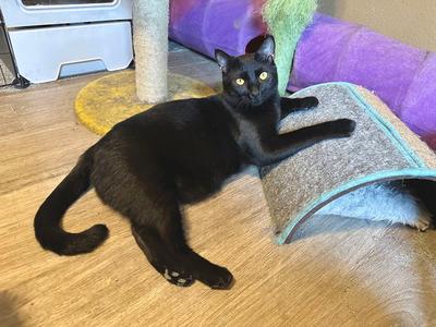 Black Hole, young, available for adoption