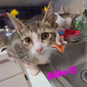 Billie Ei, young, available for adoption