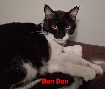 Bon Bon, young, available for adoption