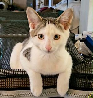 Boors, young, available for adoption