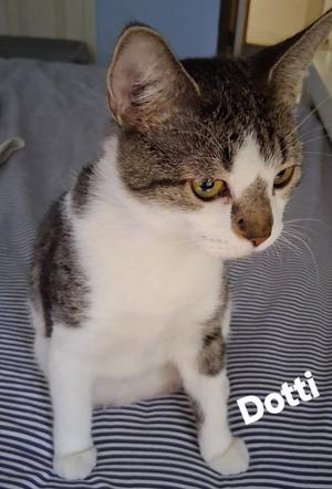Dotti, young, available for adoption