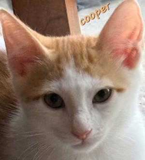 Cooper, young, available for adoption