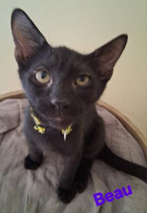 Beau, young, available for adoption