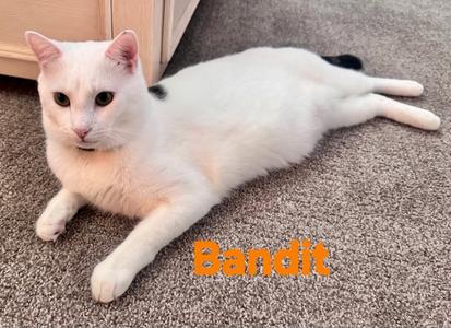 Bandit, young, available for adoption