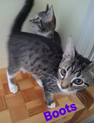 Boots, young, available for adoption