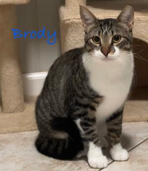 Brody, young, available for adoption