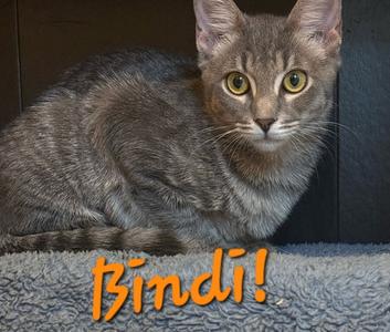 Bindi, young, available for adoption