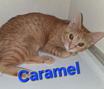 Caramel, young, available for adoption