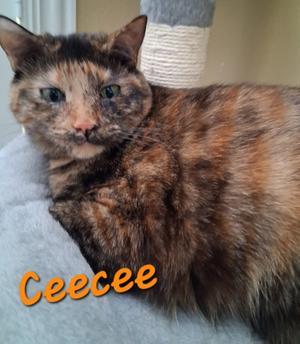 Ceecee, young, available for adoption