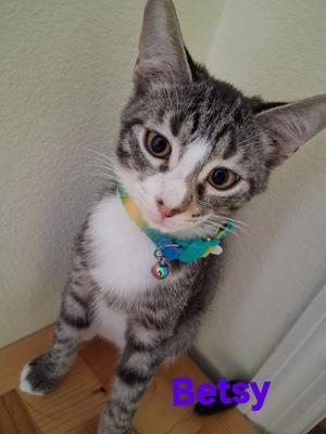 Betsy, young, available for adoption