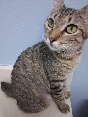 Daphne, young, available for adoption