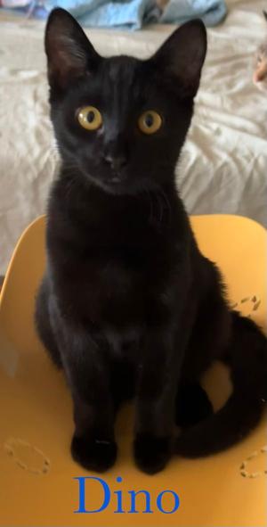 Dino, young, available for adoption