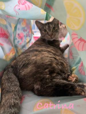 Catrina, adult, available for adoption