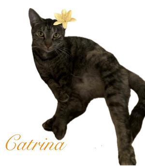 Catrina, adult, available for adoption