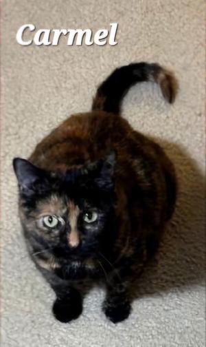 Carmel, adult, available for adoption