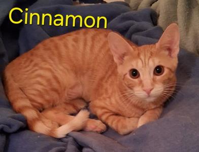 Cinnamon, young, available for adoption