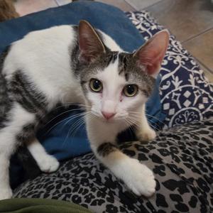 Bono, young, available for adoption