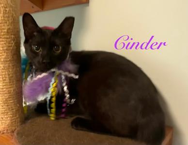 Cinder, young, available for adoption