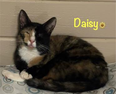 Daisy, young, available for adoption