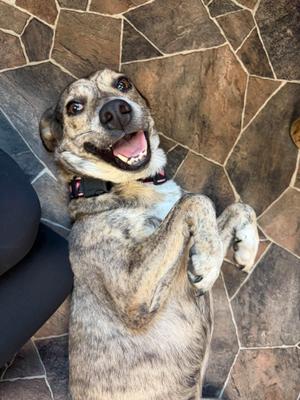Smooch, Australian Cattle Dog / Blue Heeler, adult, available for adoption