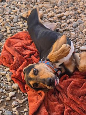Mercury, Hound, young, available for adoption