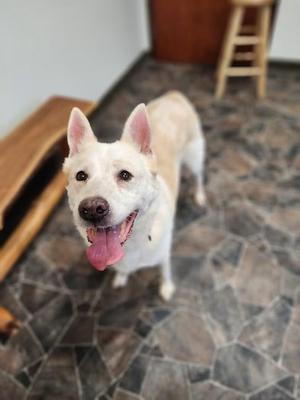 Zoey, Siberian Husky, senior, available for adoption