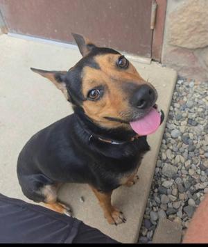 A black and tan dog with perked ears and a pink tongue sticking out, sitting on a concrete surface.