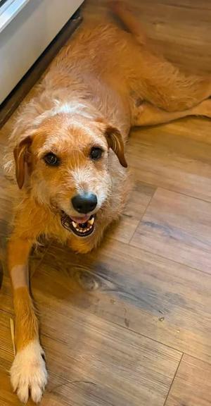 Curtis, Terrier, adult, available for adoption