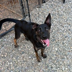 Roach, Terrier, young, available for adoption