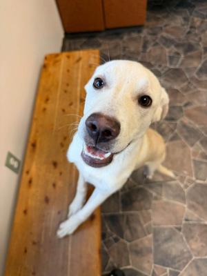 Sriracha, Labrador Retriever, young, available for adoption