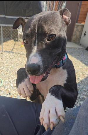Moon, Terrier, young, available for adoption