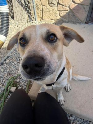 Sylas, Labrador Retriever, young, available for adoption