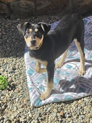 Tortellini, Labrador Retriever, puppy, available for adoption