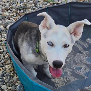 Mars, Siberian Husky, puppy, available for adoption
