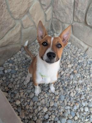 A small brown and white dog with perked ears sitting on a bed of gravel in front of a stone wall.