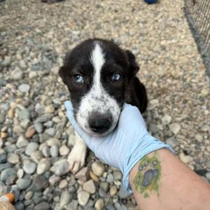 A black and white puppy with blue eyes being held by a person wearing a blue glove.