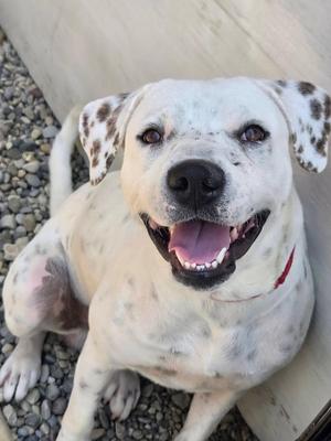 A happy white dog with black spots sitting on a gravel surface, looking up with its mouth open and tongue out.
